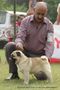 Rohilkhand Dog Show 2013 | ex-12,pug,sw-95,