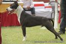 Rohilkhand Dog Show 2013 | ex-147,staffordshire bull terrier,sw-95,