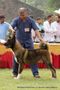 Rohilkhand Dog Show 2013 | akita,ex-16,sw-95,