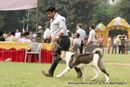 Rohilkhand Dog Show 2013 | akita,ex-17,sw-95,