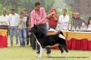 Rohilkhand Dog Show 2013 | akita,ex-18,sw-95,