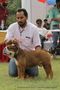 Rohilkhand Dog Show 2013 | bull dog,ex-19,sw-95,
