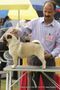 Rohilkhand Dog Show 2013 | ex-7,pug,sw-95,