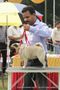 Rohilkhand Dog Show 2013 | ex-11,pug,sw-95,