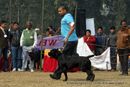 Rohilkhand Dog Show | cane corso italiano,sw-74,ex-106
