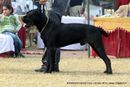 Rohilkhand Dog Show | cane corso italiano,sw-74,ex-106