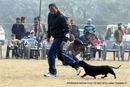 Rohilkhand Dog Show | dachshund,ex-39,sw-74,