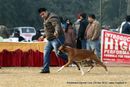 Rohilkhand Dog Show | boxer,ex-103,sw-74,