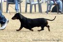 Rohilkhand Dog Show | dachshund,ex-39,sw-74,