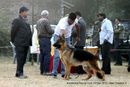 Rohilkhand Dog Show | ex-159,german shepherd,sw-74,