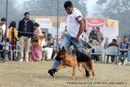 Rohilkhand Dog Show | ex-159,german shepherd,sw-74,