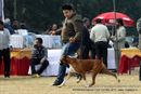 Rohilkhand Dog Show | boxer,ex-103,sw-74,