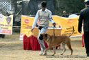 Rohilkhand Dog Show | bull mastiff,sw-74,
