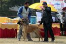 Rohilkhand Dog Show | bull mastiff,ex-104,sw-74,