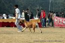 Rohilkhand Dog Show | bull mastiff,ex-105,sw-74,