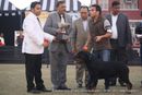 Rottweiler Club Of India (Haryana Chapter) | lineup,