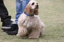 Royal Kennel Club Dog Show 2011 | americian cocker spaniel,