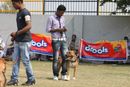 Royal Kennel Club Dog Show 2011 | bull terrier,