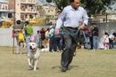 Royal Kennel Club Dog Show 2011 | bull terrier,