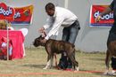 Royal Kennel Club Dog Show 2011 | boxer,
