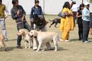 Royal Kennel Club Dog Show 2011 | working group,