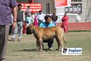 Royal Kennel Club | Mastiff,