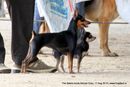 The Salem Acme Kennel Dog Show | ex-4,miniature pinscher,sw-85,