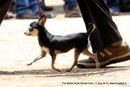 The Salem Acme Kennel Dog Show | chihuahua,ex-1,sw-85,