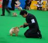 Thailand International Dog Show | pomeranian
