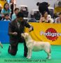 Thailand International Dog Show | labrador