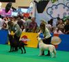 Thailand International Dog Show | labrador