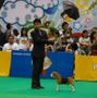 Thailand International Dog Show | beagle
