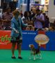 Thailand International Dog Show | beagle
