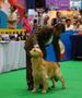 Thailand International Dog Show | golden