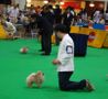 Thailand International Dog Show | pomeranian