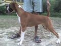 That\\'s My Dog | thats my dog