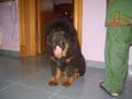 my tibetan mastif | my tibetan mastif