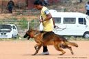 Trivandrum Dog Show 14th Oct 2012 | ex-294,german shepherd,sw-59,