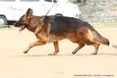 Trivandrum Dog Show 14th Oct 2012 | german shepherd,sw-59,