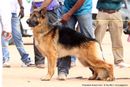 Trivandrum Dog Show 14th Oct 2012 | ex-292,german shepherd,sw-59,