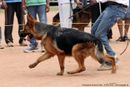 Trivandrum Dog Show 14th Oct 2012 | ex-289,german shepherd,sw-59,