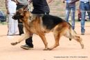 Trivandrum Dog Show 14th Oct 2012 | ex-298,german shepherd,sw-59,