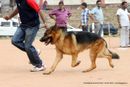 Trivandrum Dog Show 14th Oct 2012 | ex-312,german shepherd,sw-59,