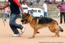 Trivandrum Dog Show 14th Oct 2012 | ex-312,german shepherd,sw-59,