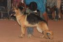 Trivandrum Dog Show 14th Oct 2012 | ex-273,german shepherd,sw-59,