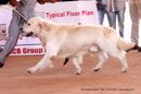 Trivandrum Dog Show 14th Oct 2012 | ex-93,golden retriever,sw-59,