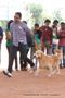 Trivandrum Dog Show 14th Oct 2012 | ex-94,golden retriever,sw-59,