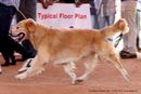 Trivandrum Dog Show 14th Oct 2012 | ex-94,golden retriever,sw-59,