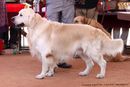 Trivandrum Dog Show 14th Oct 2012 | ex-93,golden retriever,sw-59,