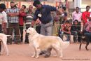 Trivandrum Dog Show 14th Oct 2012 | ex-89,golden retriever,sw-59,